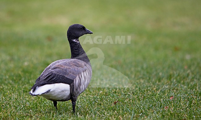 Rotgans in weiland; Dark-bellied Brent Goose in meadow stock-image by Agami/Markus Varesvuo,