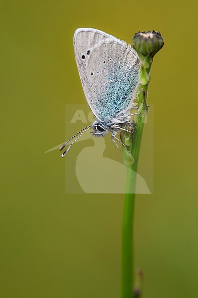 Green-underside Blue, Glaucopsyche alexis stock-image by Agami/Wil Leurs,