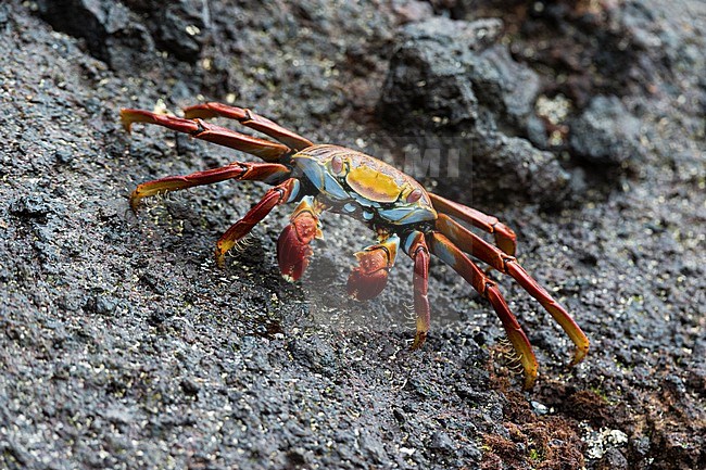 Portrait of a Sally lightfoot crab, Grapsus grapsus. Floreana Island, Galapagos, Ecuador stock-image by Agami/Sergio Pitamitz,