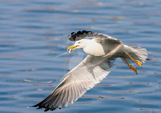 Adult Yellow-legged Gull (Larus michahellis michahellis) catching small fish in the harbour of Molivos on Lesvos, Greece. stock-image by Agami/Marc Guyt,