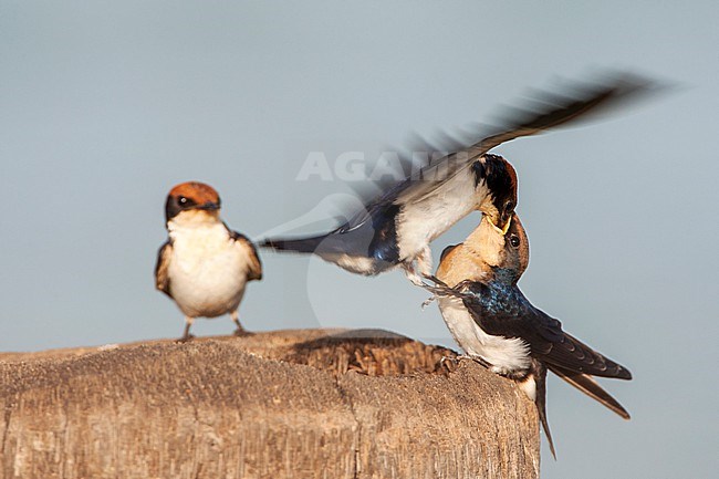African Wire-tailed Swallow (Hirundo smithii smithii) perched in The Gambia. Adult feeding its young. stock-image by Agami/Marc Guyt,