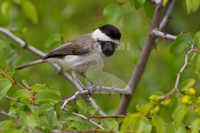 Rouwmees zittend op tak; Sombre Tit perched on branch stock-image by Agami/Daniele Occhiato,