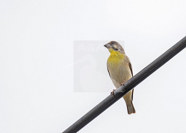 Lemon-breasted Canary (Crithagra citrinipectus) in South Africa. stock-image by Agami/Pete Morris,