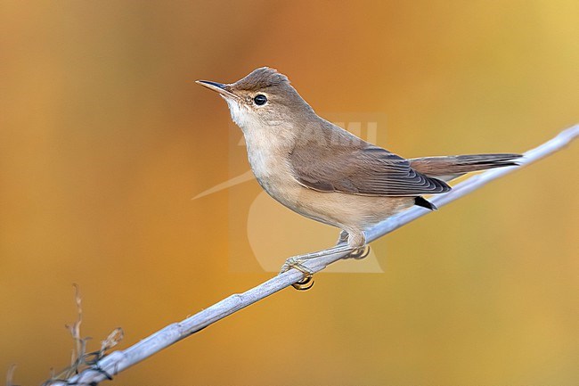 Eurasian Reed Warbler, Acrocephalus scirpaceus, in Italy. stock-image by Agami/Daniele Occhiato,