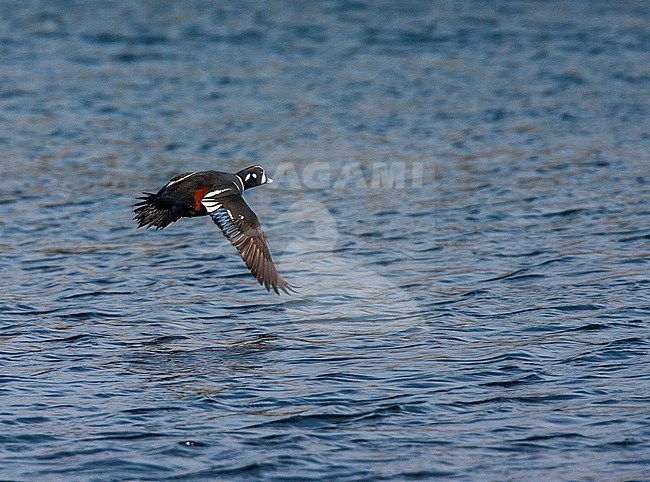 Male Harlequin Duck (Histrionicus histrionicus) flying over the water surface in a local harbor at the coast of Hokkaido in Japan. stock-image by Agami/Marc Guyt,