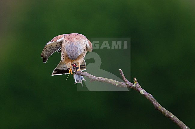 Torenvalk mannetje zittend met prooi; Common Kestrel male perched with prey stock-image by Agami/Menno van Duijn,
