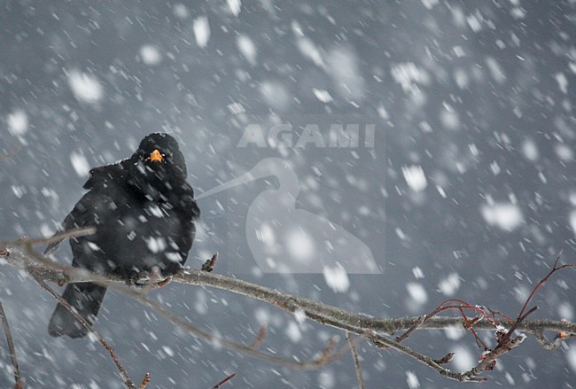 Mannetje Merel in de sneeuw; Male European Blackbird in snow stock-image by Agami/Markus Varesvuo,