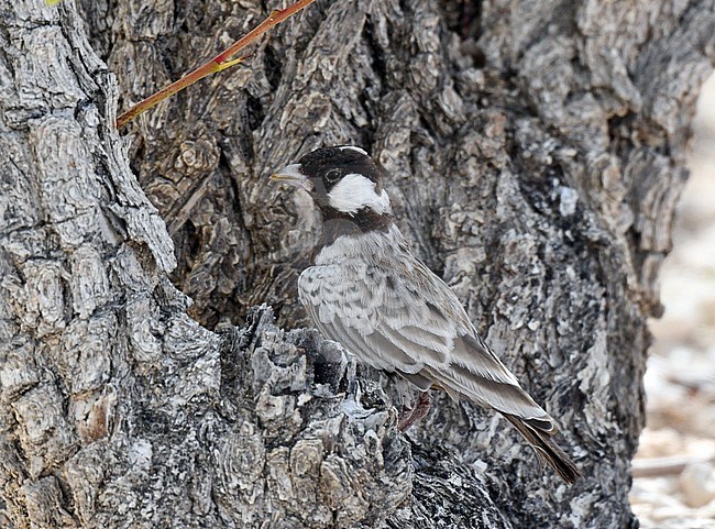 Male Grey-backed Sparrow-Lark (Eremopterix verticalis damarensis), also known as Grey-backed finch-lark, in Etosha, Namibia. Perched in a tree. stock-image by Agami/Laurens Steijn,
