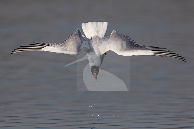 Gabbiano comune; Common Black-headed Gull; Croicocephalus ridibundus stock-image by Agami/Daniele Occhiato,