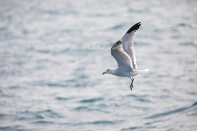 Audouin's Gull (Ichthyaetus audouinii) in the Ebro delta in Spain. Flying above the sea during late winter. stock-image by Agami/Rafael Armada,