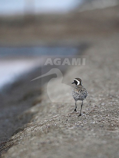 Adult Pacific Golden Plover (Pluvialis fulva) in summer plumage at Khok Kham, Thailand. Showing back of the head. stock-image by Agami/Helge Sorensen,