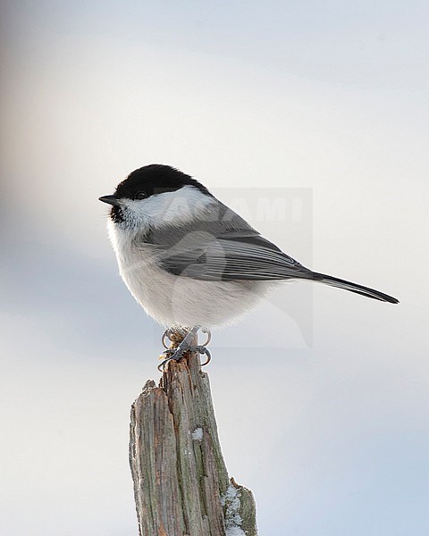 Willow Tit (Poecile montanus borealis) in taiga forest near Kuusamo in Finland during a very cold winter. Sitting on a frost covered branch. stock-image by Agami/Marc Guyt,