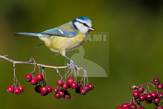 Eurasian Blue Tit (Cyanistes caeruleus), side view of an adult perched on a Hawthorn branch with red berries. stock-image by Agami/Saverio Gatto,