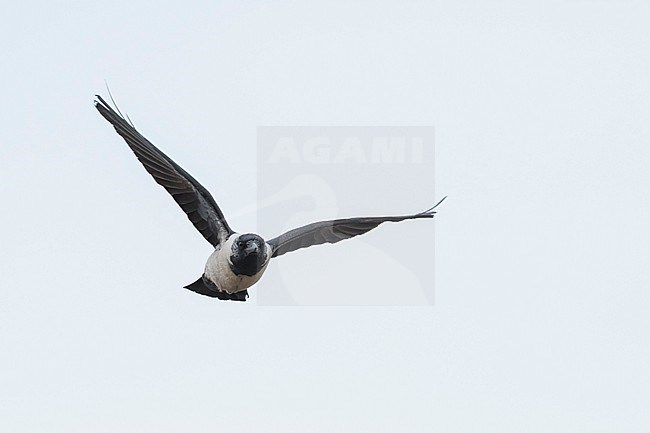 Daurian Jackdaw - Corvus dauuricus - Elsterdohle, Russia (Baikal), adult stock-image by Agami/Ralph Martin,