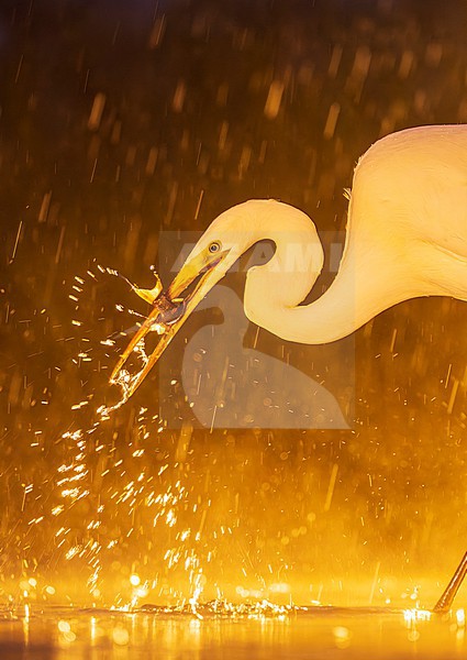 Great Egret (Ardea alba) during spring in Hungary. stock-image by Agami/Marc Guyt,