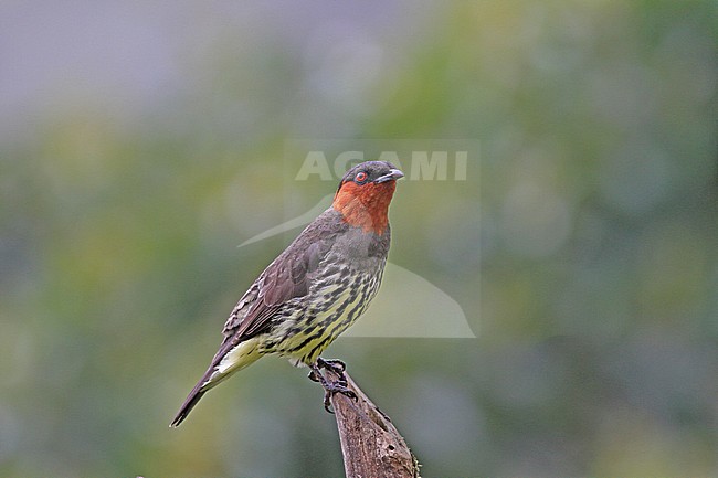 Chestnut-crested Cotinga (Ampelion rufaxilla) a species of subtropical or tropical moist montane forests of the Andes. stock-image by Agami/Pete Morris,