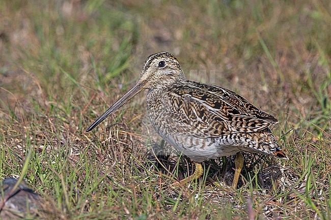 Magellanic Snipe (Gallinago magellanica) in Southern Argentina. stock-image by Agami/Pete Morris,