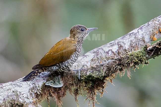 A Female Choco Woodpecker (Veniliornis chocoensis) at Anchicaya, Colombia. IUCN Status Near Threatened. stock-image by Agami/Tom Friedel,