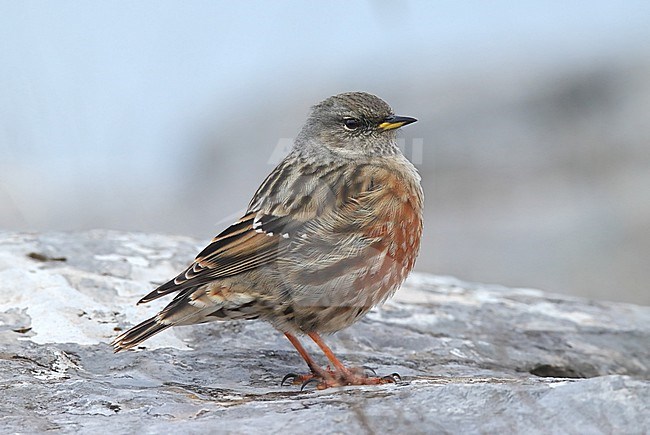 Alpine Accentor (Prunella collaris) taken the 20/12/2020 at Saint-Baume - France. stock-image by Agami/Nicolas Bastide,