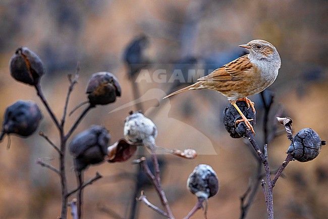 Dunnock, Prunella modularis, in Italy. stock-image by Agami/Daniele Occhiato,