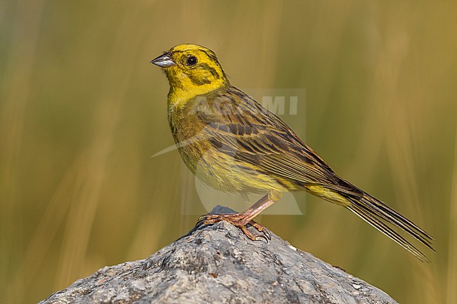 Yellowhammer; Emberiza citrinella stock-image by Agami/Daniele Occhiato,