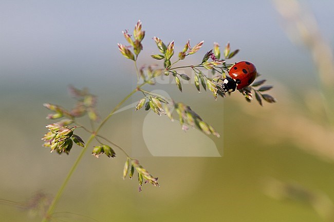 Coccinella septempunctata - Seven-spot Ladybird - Siebenpunkt-Marienkäfer, Germany (Baden-Württemberg), imago stock-image by Agami/Ralph Martin,