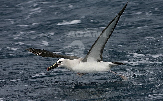 Atlantic Yellow-nosed Albatross (thalassarche chlororhynchos) on the Southern Atlantic Ocean. Running on water stock-image by Agami/Marc Guyt,