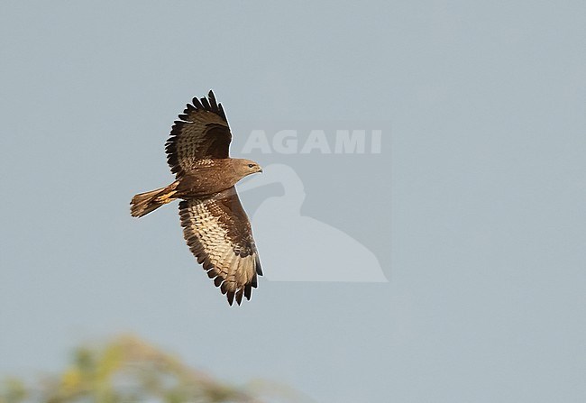 Cape Verde Buzzard (Buteo bannermani) at Sal, Cape Verde stock-image by Agami/Eduard Sangster,