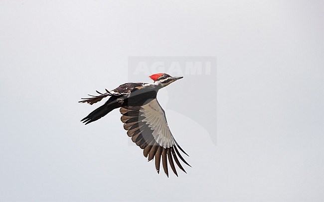 Pileated Woodpecker (Dryocopus pileatus) in flight at Everglades NP, Florida, USA stock-image by Agami/Helge Sorensen,