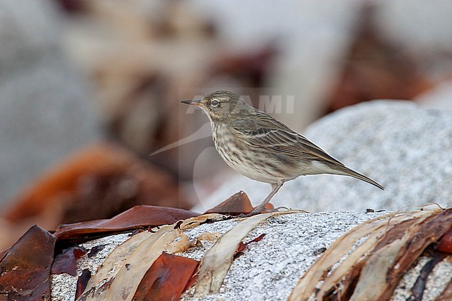 Rock Pipit (Anthus petrosus) on Ouessant Island in France. Standing along the shore on a rock covered in seaweed. stock-image by Agami/Rafael Armada,