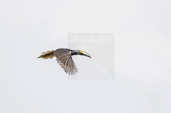 Many-banded Aracari (Pteroglossus pluricinctus) in Colombia. stock-image by Agami/Pete Morris,