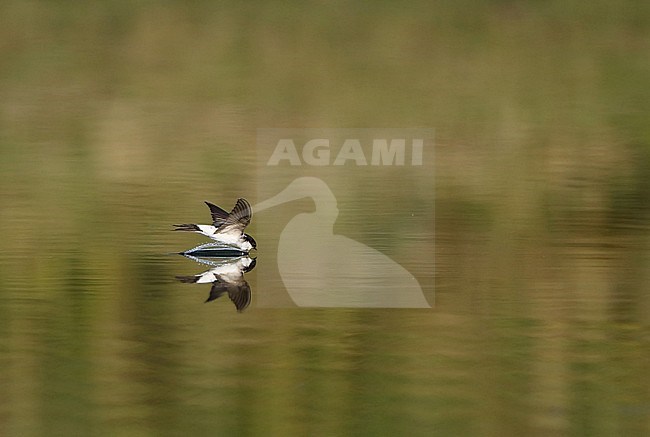 Common House Martin (Delichon urbicum) drinking in flight from a freshwater lake at Rudersdal in Denmark. stock-image by Agami/Helge Sorensen,