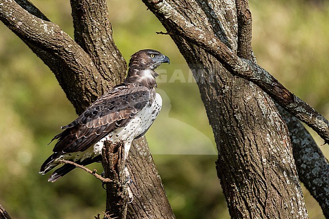A Martial eagle, Polemaetus bellicosus, perched on a tree branch. Masai Mara National Reserve, Kenya, Africa. stock-image by Agami/Sergio Pitamitz,
