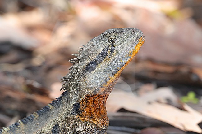 Eastern water dragon, ntellagama lesueurii lesueurii, at Bundaberg Botanic Garden - Australia. stock-image by Agami/Aurélien Audevard,