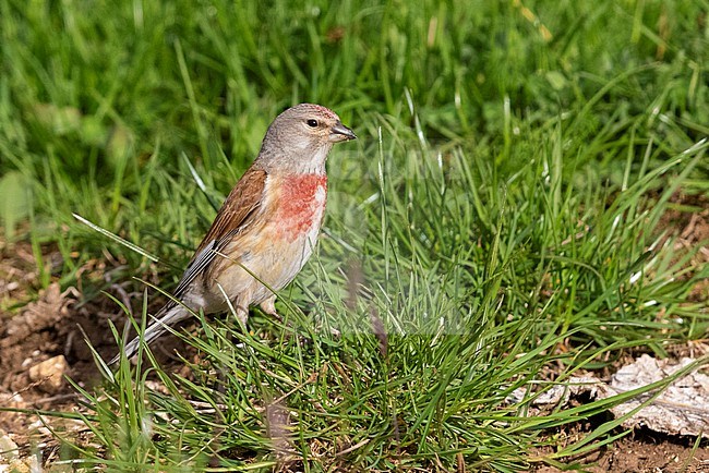 Common Linnet (Linaria cannabina),  adult male standing in the grass, Abruzzo, Italy stock-image by Agami/Saverio Gatto,