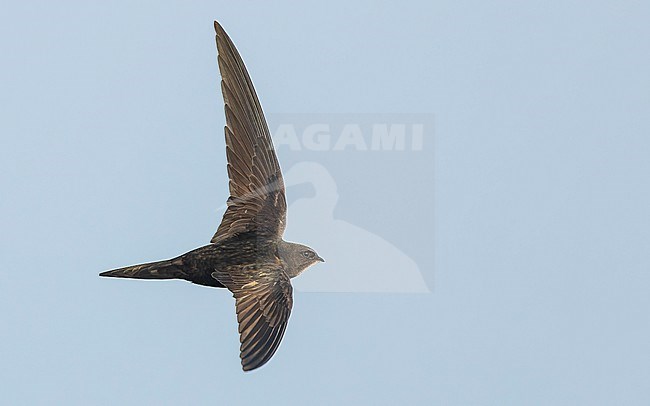 Common Swift (Apus apus) in flight, showing upperwings. stock-image by Agami/Lennart Verheuvel,