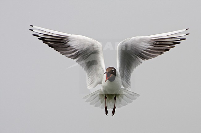 Kokmeeuw zomerkleed in vlucht Nederland, Black-headed Gull summerplumage in flight Netherlands stock-image by Agami/Wil Leurs,