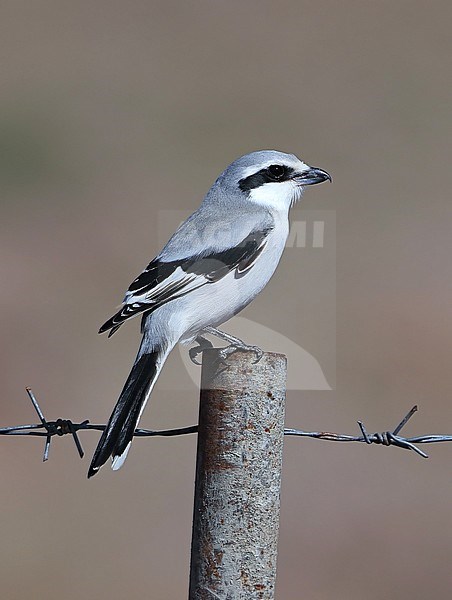 Chinese Grey Shrike (Lanius sphenocercus) at Ongi valley in Mongolia. stock-image by Agami/Aurélien Audevard,