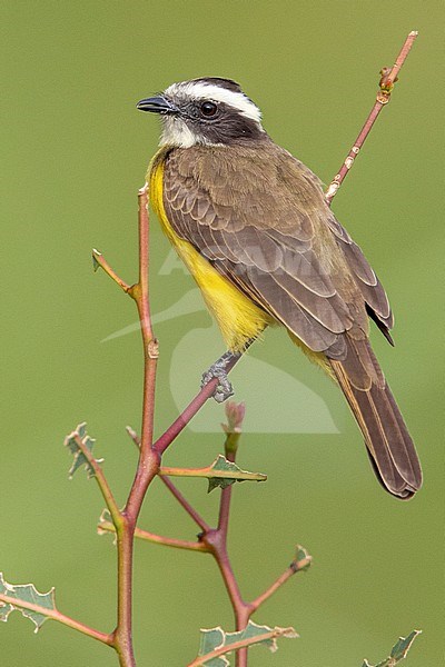 Rusty-margined Flycatcher (Myiozetetes cayanensis hellmayri) at Copacabana, Antioquia, Colombia.  Photographed on a tree I planted that was devoured by leaf-cutter ants.   The tree eventually died ;( . stock-image by Agami/Tom Friedel,