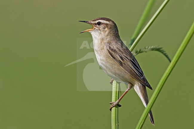 Zingende Rietzanger; Singing Sedge Warbler stock-image by Agami/Rob Olivier,