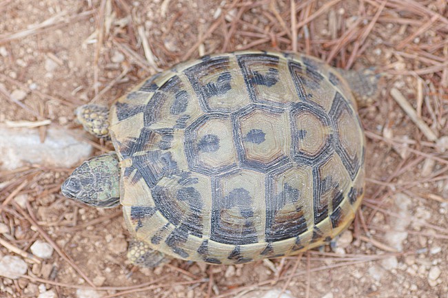 Hermann’s Tortoise (Testudo hermanni hercegovinensis) taken the 08/08/2022 at Drage - Croatia. stock-image by Agami/Nicolas Bastide,