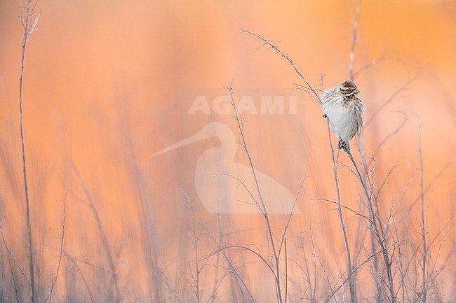 Common Reed Bunting (Emberiza schoeniclus schoeniclus) perched in top of some scrub before sunrise in Germany. stock-image by Agami/Ralph Martin,