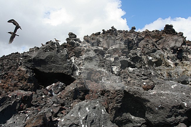Brown Noddy, Noddy stock-image by Agami/Marc Guyt,