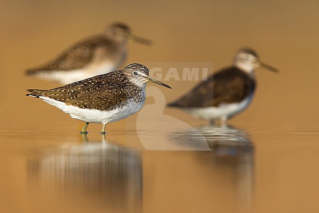 Green Sandpiper (Tringa ochropus). Three together standing in shallow water. stock-image by Agami/Daniele Occhiato,