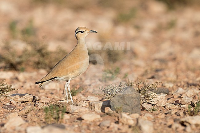 Cream-colored Courser (Cursorius cursor), side view of an adult standing on the ground in its typical habitat in Morocco stock-image by Agami/Saverio Gatto,