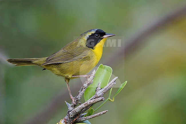 Bahama Yellowthroat (Geothlypis rostrata) is a resident breeder and endemic to the Bahamas. stock-image by Agami/Dubi Shapiro,