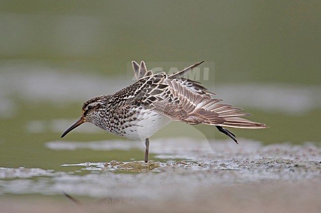 Broad-billed Sandpiper standing wing out; Breedbekstrandloper staand vleugel strekkend stock-image by Agami/Markus Varesvuo,