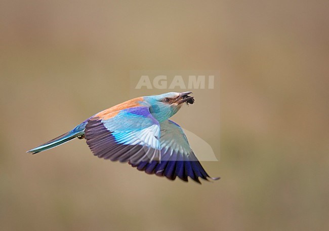 European Roller flying; Scharrelaar vliegend stock-image by Agami/Markus Varesvuo,