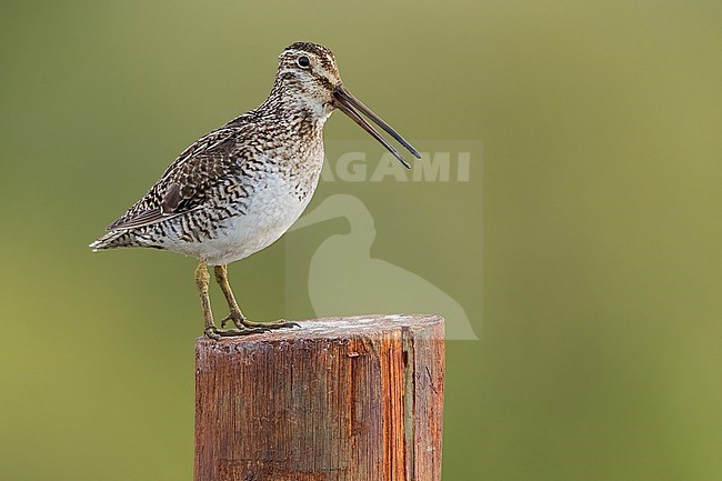 Magellanic Snipe (Gallinago magellanica) perched on top of a post in Argentina stock-image by Agami/Dubi Shapiro,