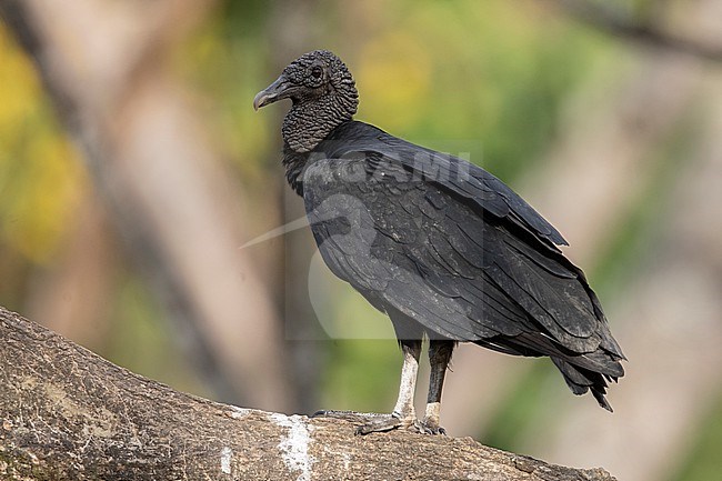 Black Vulture (Coragyps atratus) at Antioquia, Colombia. stock-image by Agami/Tom Friedel,
